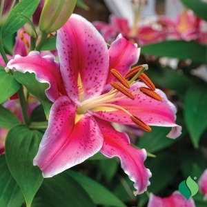 Crin Imperial Parfumat Stargazer – Pachet 1 Bulb