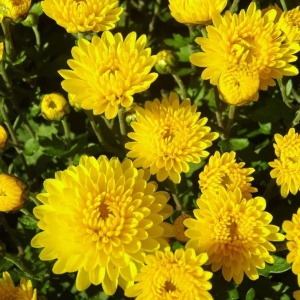 Crizantemă Galbenă – Ghiveci