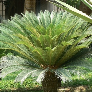 Cycas Revoluta - Palmier Sago - Ghiveci - Aqua Flowers - Img 4