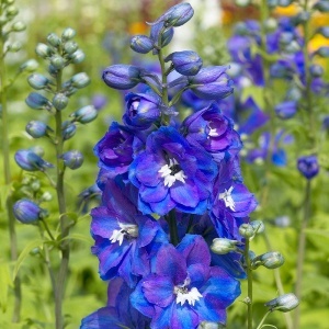 Delphinium – Blue Intense - 1 radacina