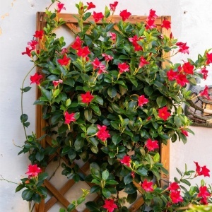 Dipladenia Rosie - Ghiveci p15-H 30-40 CM - Img 2