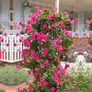Dipladenia Roz - Ghiveci - 25 - 30 cm