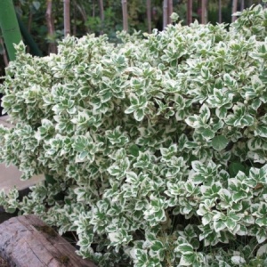 Euonymus japonicus - Kathy - Ghiveci 2L - H 50 cm - Img 2