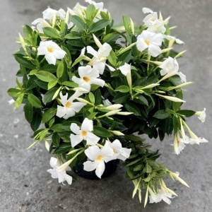 Floare terasă/balcon - Dipladenia Alba - Ghiveci