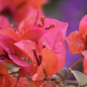 Floare terasă/balcon - Floarea de Hartie (Bougainvillea sanderiana) – Rosie – Ghiveci 2L - Aqua Flowers - Img 4