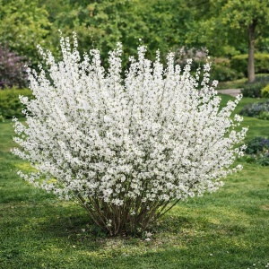 Forsythia Albă – Ghiveci 2l - H 70-80 cm