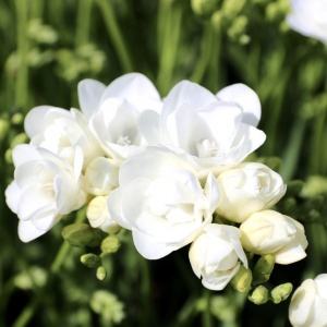 Frezie Double White – pachet 10 bulbi