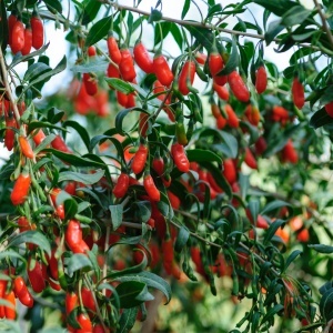 Goji (Lycium barbarum) – pe rod, Anul 3 Ghiveci 5L | H 60–70 cm | Plantă ramificată - Img 2