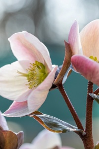 Helleborus - Spânz - Magic Apricot – Pachet 1 Rădăcină - Img 2