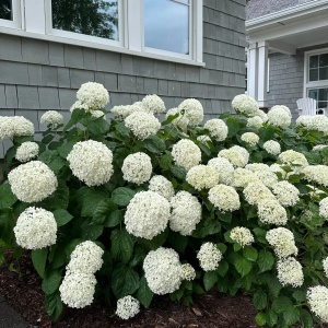Hortensia Macrophylla - Annabelle - Ghiveci 2L - Img 2