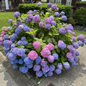 Hortensia Macrophylla - Endless Summer - Ghiveci 2L - Img 2