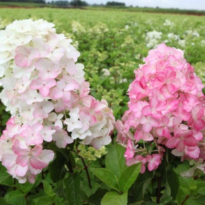 Hortensia Paniculata - Strawberry Pink - Ghiveci 2L