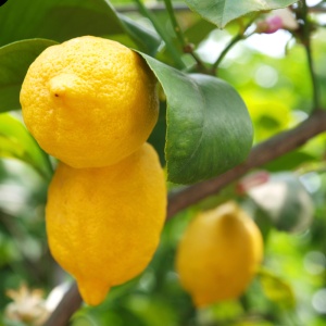 Lămâi Cu Fructe Altoit – Ghiveci 5 L – H 90cm - 100cm - Img 2