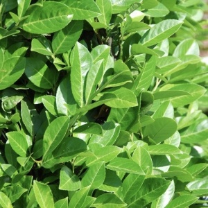 Laur Englezesc - Vesnic verde - Ghiveci 5L - Img 3