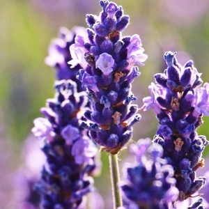 Lavanda Angustifolia Munstead - Ghiveci P9 - Img 2
