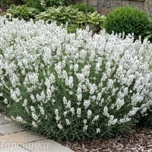 Lavandă Edelweiss (Lavandula angustifolia) – Flori Albe – Rădăcină Ambalată