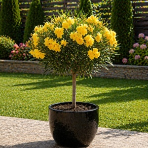 Leandru Pomisor - Flori Duble Galbene - Rezisent La Ger -25°c - Ghiveci 5L H 80 - 90 cm