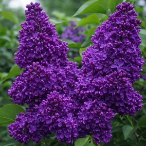 Liliac Dublu Mov Syringa - radacina ambalata| H 70–80 cm