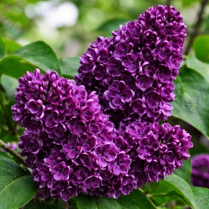 Liliac Syringa – dublu mov -radacina ambalata - H 70–80 cm
