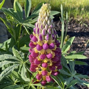 Lupinus - West Manhattan – Pachet 1 Rădăcină - Aqua Flowers - Img 2