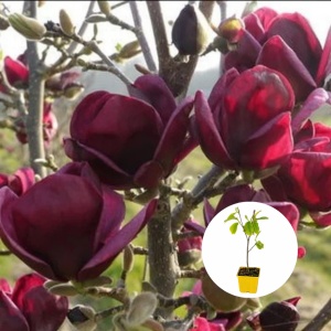 Magnolia Genie - Ghiveci P9 - H 30 cm