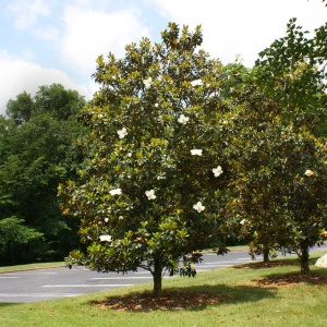 Magnolia Grandiflora Little Gem - Ghiveci 3L - H 60 - 70 cm - Img 2