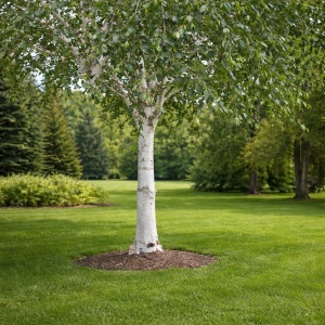 Mesteacan Alb Pur Doorenbos (Betula Utilis) - Ghiveci 2L - H 1m - 1m30 cm - Img 2