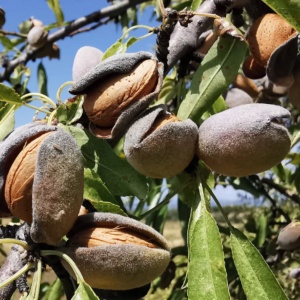 Migdal Genco - Anul 2-3 - Înălţime la livrare 170-190 cm - Img 2