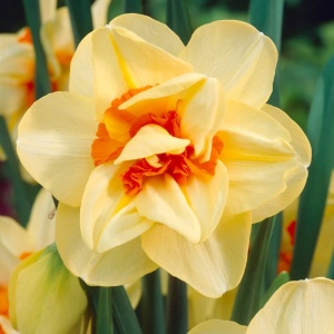 Narcise Duble - Fashion – Pachet 3 bulbi