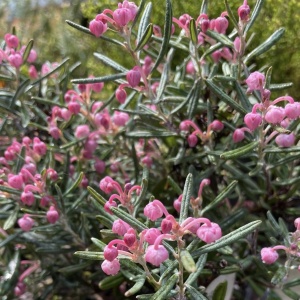 Plantă de exterior - Andromeda polifolia – Plantă la ghiveci - Aqua Flowers - Img 2