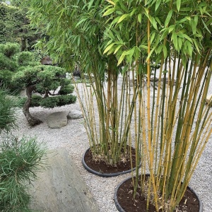 Plantă decorativă - Bambus de grădină - Ghiveci - Img 2