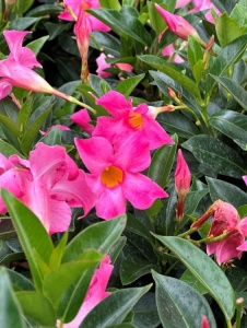 Plantă decorativă - Dipladenia - Img 4