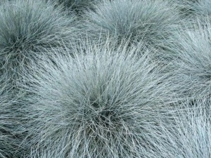 Plantă decorativă - Festuca glauca 'Compacta Blue' - Ghiveci - Marime la livrare 3-40cm - Aqua Flowers - Img 2
