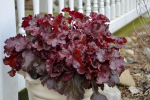 Plantă decorativă - Heuchera 'Cherry Truffles' - Ghiveci P14 - Inaltime la livrare 20-30 cm - Aqua Flowers (Copy 1) - Img 2