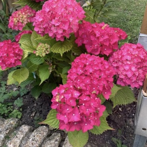 Plantă decorativă - Hortensia Hydrangea - Alpengluhen - Ghiveci 2L