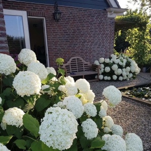 Plantă decorativă - Hortensia Hydrangea - Annabelle - Ghiveci 2L