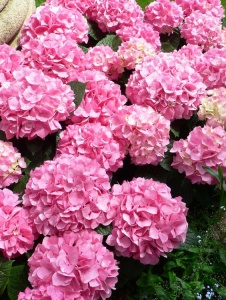 Plantă decorativă - Hortensia - Img 5