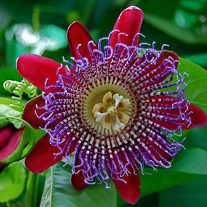 Plantă decorativă - Passiflora caerulea Alata Red - ghiveci