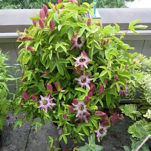 Plantă decorativă - Passiflora caerulea Purple Haze - ghiveci 2L - Aqua Flowers - Img 1