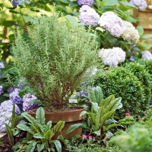 Plante aromatice - Rozmarin pomisor - Ghiveci - Aqua Flowers - Img 3