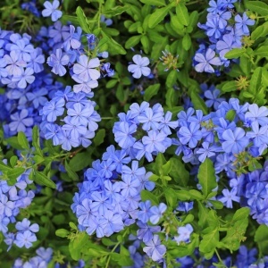 Plumbago – Floarea Dragostei – Azur – Ghiveci 2L - H 50 - 60 cm