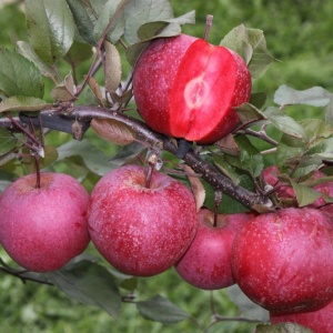 Pom fructifer–Măr - Baya Marisa - Anul 2-3 - Rădăcină Ambalată