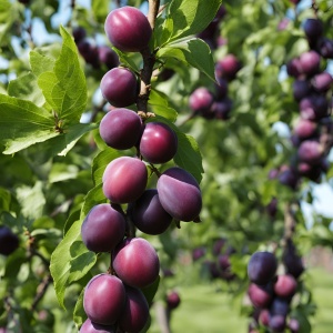 Prun Columnar Imperial – Anul 3 - Rădăcină ambalată