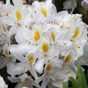 Rhododendron Madame Masson Inkarho - Ghiveci 2L H 50 - 60 cm - Img 1