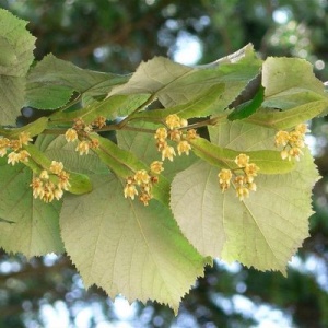 Tei argintiu (Tilia tomentosa) – Rădăcină Ambalată - H 80–90 cm - Img 2