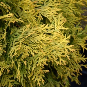 Thuja - Golden globe Ghiveci - 30 cm - Img 2