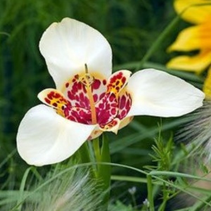 Tigridia - Grandiflora Alba – Pachet 5 bulbi