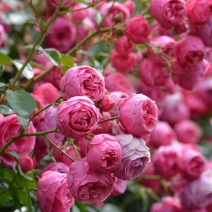 Trandafiri cățărător - Passion Pink - Anul 3 - Radacina Ambalata