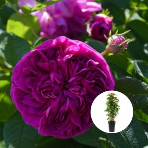 Trandafiri Căţărători - Blush Royale - Anul 3 - Ghiveci 2L