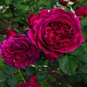 Trandafiri Căţărători - Blush Royale - Anul 3 - Radacina Ambalata